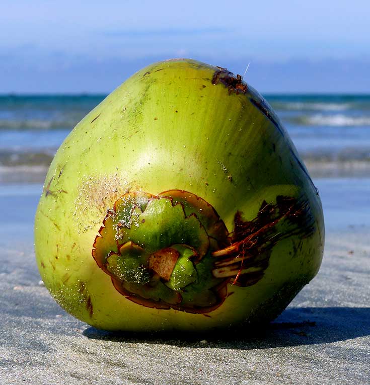 A guide to help you open a young coconut